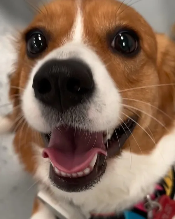 A close-up of a happy tan and white beagle-type dog with its mouth open