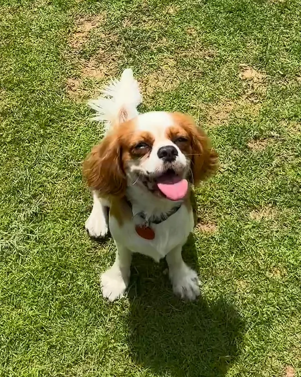 A Cavalier King Charles spaniel sitting on a sunny lawn and looking up