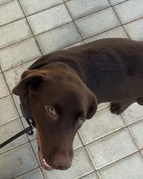 A chocolate Labrador on a lead looking up from a tiled path