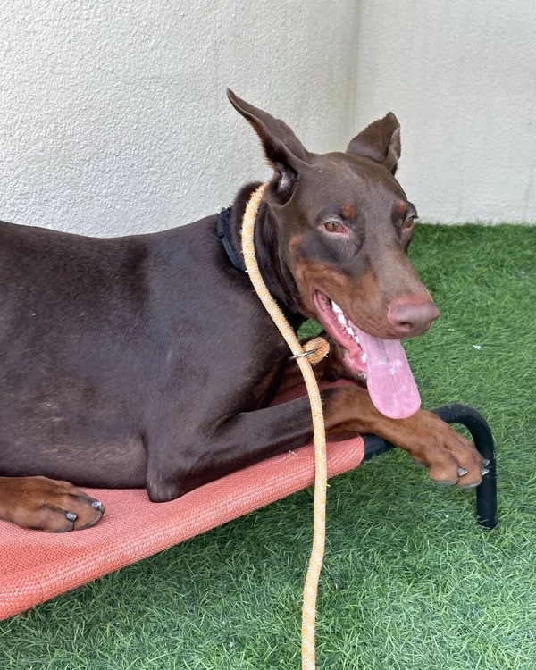 Doberman resting in place