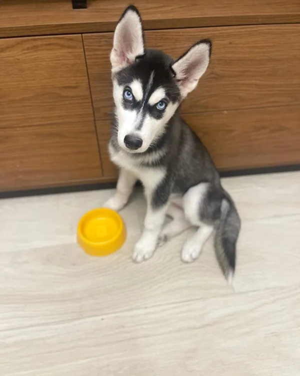 A black and white husky puppy with blue eyes, sitting