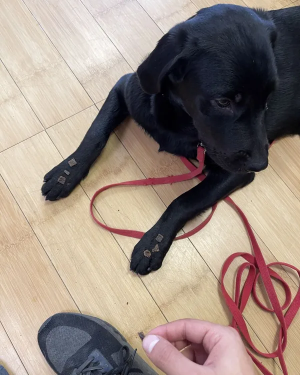 A black Labrador puppy lying down on a wooden floor, taking a treat