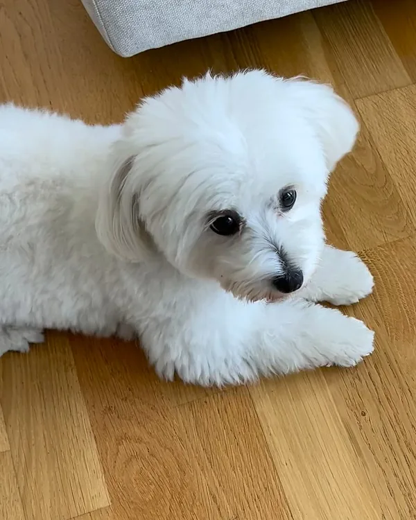 A white Maltese lying calmly on a wooden floor