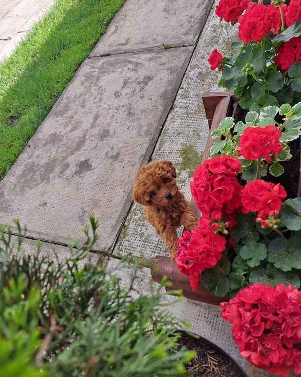 Poodle among flowers