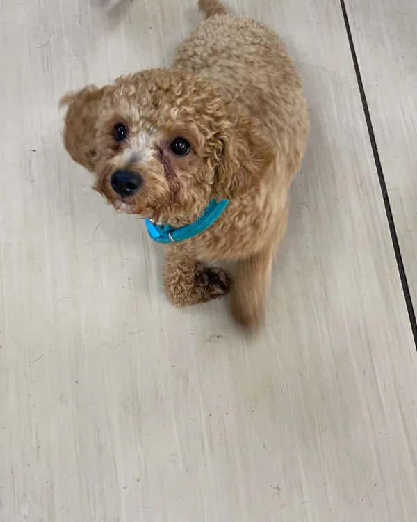 Poodle looking up