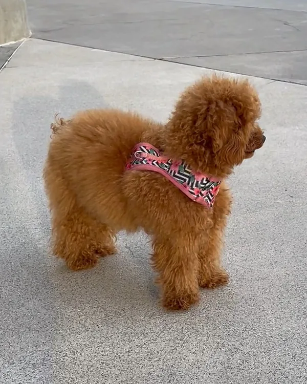 A red toy poodle in a pink harness standing on a paved plaza