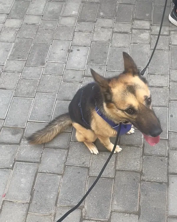 A German shepherd in a purple harness sitting on a paved walkway on a lead