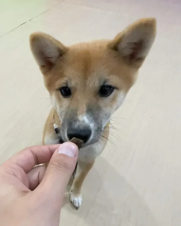 A Shiba Inu puppy sitting and sniffing a treat held out in a hand