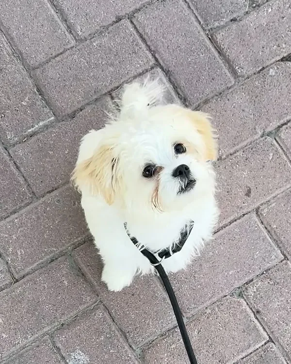 A small white fluffy dog with cream ears sitting on a brick pavement and looking up