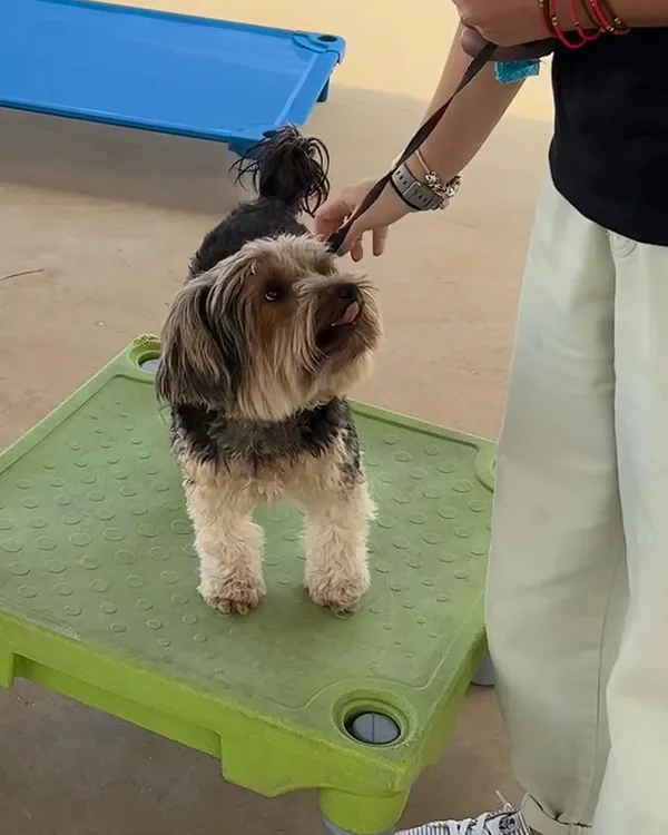 A Yorkshire terrier on a lead standing on a green training platform