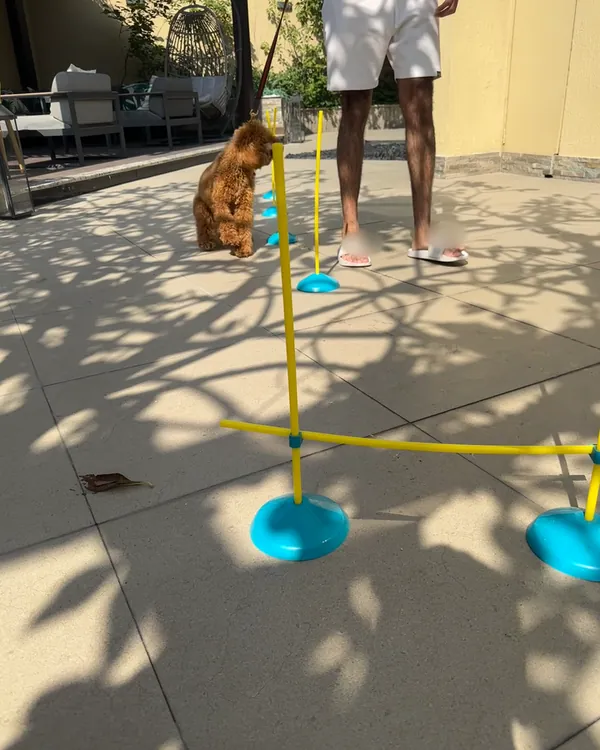 Agility: weaving the poles.