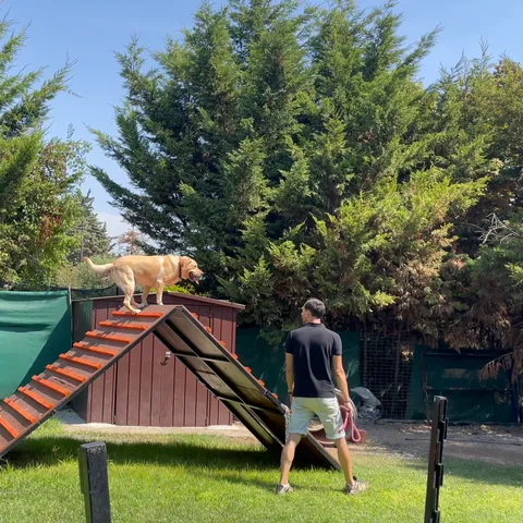 Agility