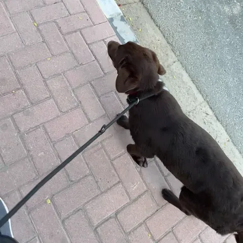 Lead walking