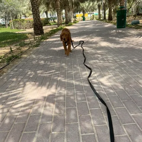 Long-line walking