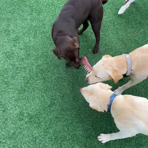 Proper play with other dogs